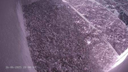 Sussex Heights Peregrine Falcons Webcam Image 16 Jun 2025 20:00:04