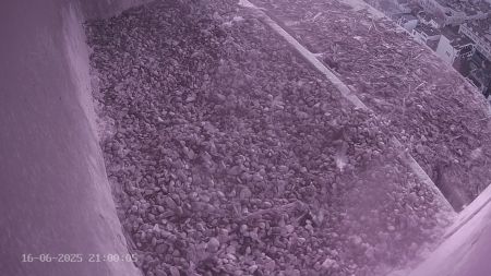 Sussex Heights Peregrine Falcons Webcam Image 16 Jun 2025 21:00:04