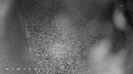 Sussex Heights Peregrine Falcons Webcam Image 16 Jun 2025 23:00:04