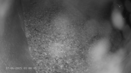 Sussex Heights Peregrine Falcons Webcam Image 17 Jun 2025 01:00:04