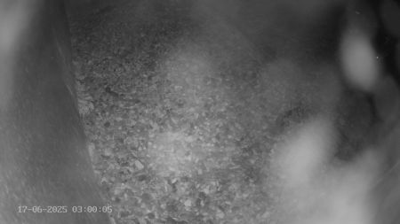 Sussex Heights Peregrine Falcons Webcam Image 17 Jun 2025 03:00:04
