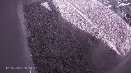 Sussex Heights Peregrine Falcons Webcam Image 17 Jun 2025 08:00:04