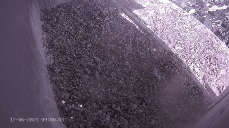 Sussex Heights Peregrine Falcons Webcam Image 17 Jun 2025 09:00:04