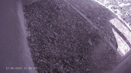 Sussex Heights Peregrine Falcons Webcam Image 17 Jun 2025 11:00:04