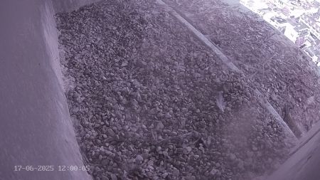 Sussex Heights Peregrine Falcons Webcam Image 17 Jun 2025 12:00:04