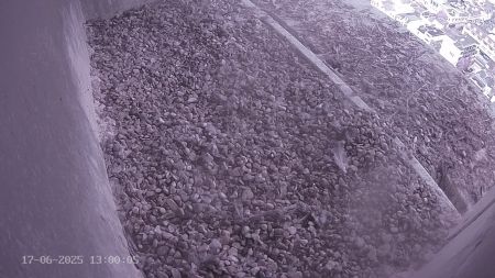 Sussex Heights Peregrine Falcons Webcam Image 17 Jun 2025 13:00:04