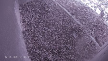 Sussex Heights Peregrine Falcons Webcam Image 17 Jun 2025 15:00:04