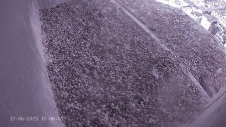 Sussex Heights Peregrine Falcons Webcam Image 17 Jun 2025 16:00:04