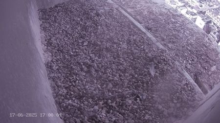 Sussex Heights Peregrine Falcons Webcam Image 17 Jun 2025 17:00:04