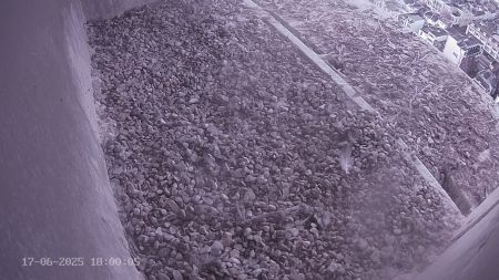 Sussex Heights Peregrine Falcons Webcam Image 17 Jun 2025 18:00:04