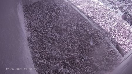 Sussex Heights Peregrine Falcons Webcam Image 17 Jun 2025 19:00:04