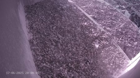 Sussex Heights Peregrine Falcons Webcam Image 17 Jun 2025 20:00:04
