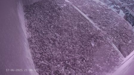 Sussex Heights Peregrine Falcons Webcam Image 17 Jun 2025 21:00:04