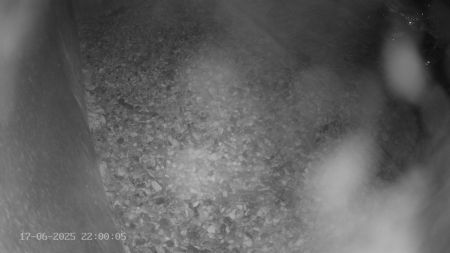 Sussex Heights Peregrine Falcons Webcam Image 17 Jun 2025 22:00:04