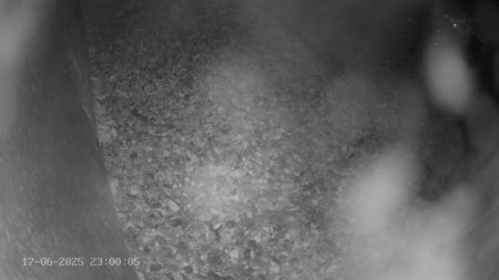 Sussex Heights Peregrine Falcons Webcam Image 17 Jun 2025 23:00:04