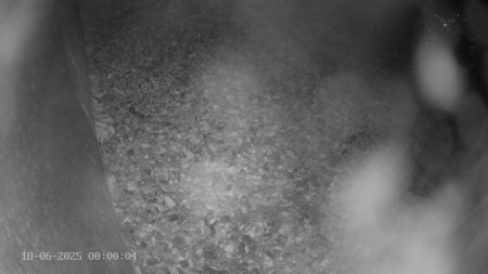 Sussex Heights Peregrine Falcons Webcam Image 18 Jun 2025 00:00:04