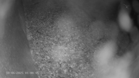 Sussex Heights Peregrine Falcons Webcam Image 18 Jun 2025 01:00:04