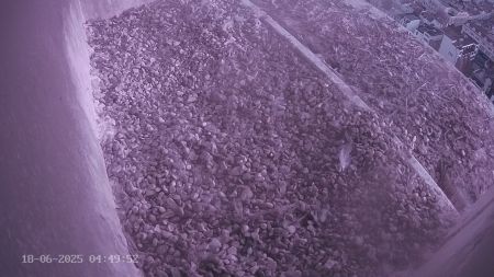 Sussex Heights Peregrine Falcons Webcam Image 18 Jun 2025 04:49:51
