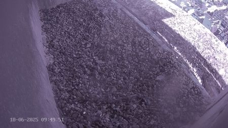 Sussex Heights Peregrine Falcons Webcam Image 18 Jun 2025 09:49:51