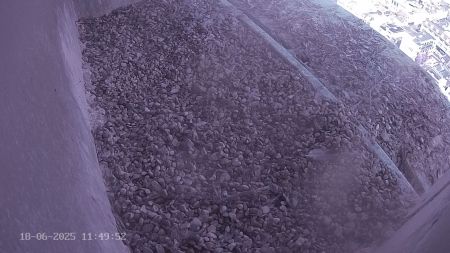 Sussex Heights Peregrine Falcons Webcam Image 18 Jun 2025 11:49:51