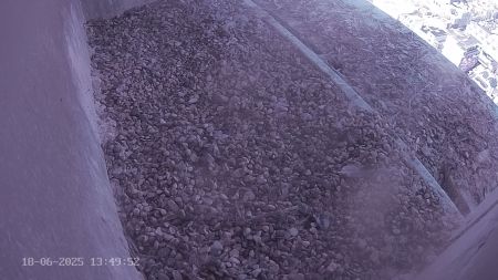 Sussex Heights Peregrine Falcons Webcam Image 18 Jun 2025 13:49:51