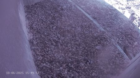 Sussex Heights Peregrine Falcons Webcam Image 18 Jun 2025 15:49:51