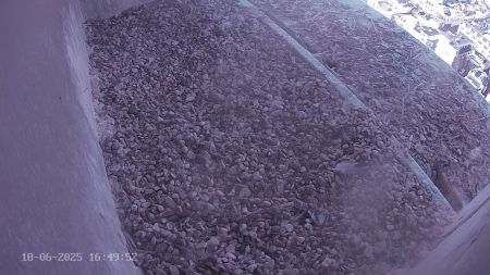 Sussex Heights Peregrine Falcons Webcam Image 18 Jun 2025 16:49:51