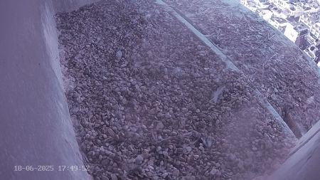 Sussex Heights Peregrine Falcons Webcam Image 18 Jun 2025 17:49:51