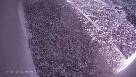 Sussex Heights Peregrine Falcons Webcam Image 18 Jun 2025 19:49:51