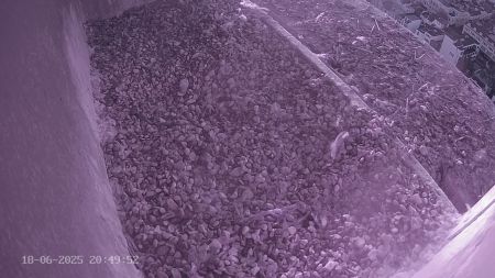 Sussex Heights Peregrine Falcons Webcam Image 18 Jun 2025 20:49:51