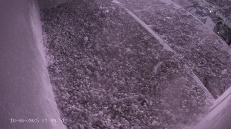 Sussex Heights Peregrine Falcons Webcam Image 18 Jun 2025 21:49:51