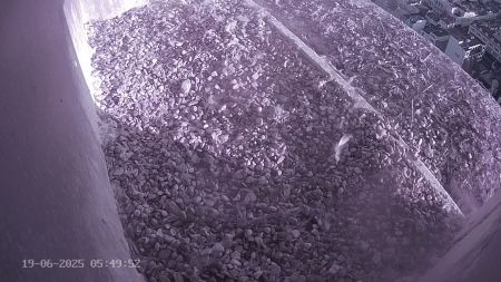 Sussex Heights Peregrine Falcons Webcam Image 19 Jun 2025 05:49:51