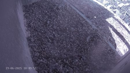 Sussex Heights Peregrine Falcons Webcam Image 19 Jun 2025 10:49:51