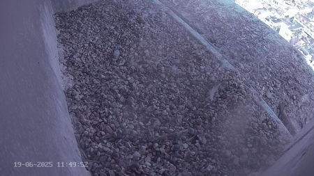 Sussex Heights Peregrine Falcons Webcam Image 19 Jun 2025 11:49:51