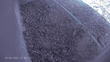Sussex Heights Peregrine Falcons Webcam Image 19 Jun 2025 12:49:51