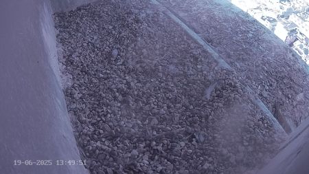 Sussex Heights Peregrine Falcons Webcam Image 19 Jun 2025 13:49:51