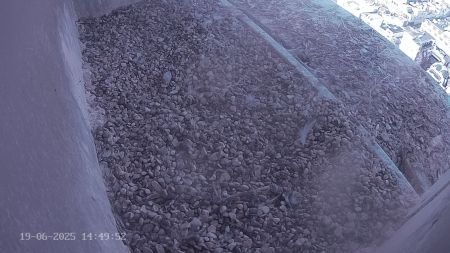 Sussex Heights Peregrine Falcons Webcam Image 19 Jun 2025 14:49:51