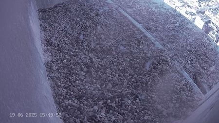 Sussex Heights Peregrine Falcons Webcam Image 19 Jun 2025 15:49:51
