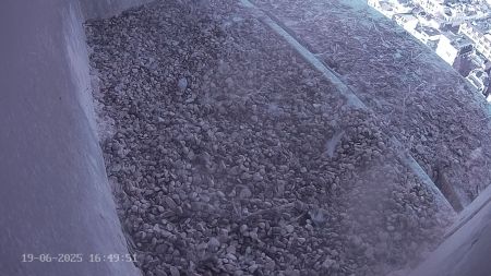 Sussex Heights Peregrine Falcons Webcam Image 19 Jun 2025 16:49:51