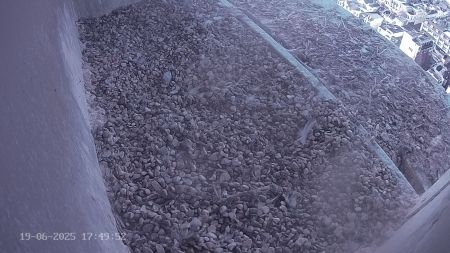 Sussex Heights Peregrine Falcons Webcam Image 19 Jun 2025 17:49:51