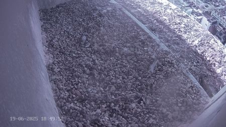 Sussex Heights Peregrine Falcons Webcam Image 19 Jun 2025 18:49:51