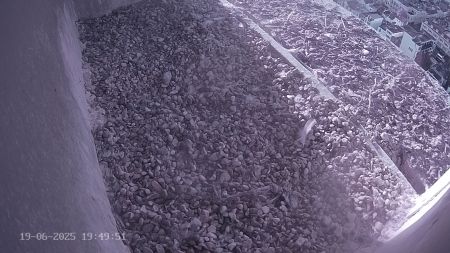Sussex Heights Peregrine Falcons Webcam Image 19 Jun 2025 19:49:51