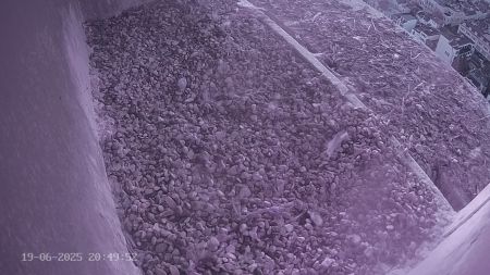 Sussex Heights Peregrine Falcons Webcam Image 19 Jun 2025 20:49:51