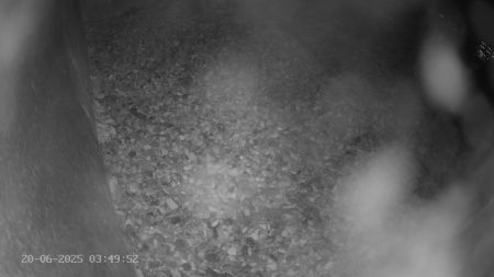 Sussex Heights Peregrine Falcons Webcam Image 20 Jun 2025 03:49:51