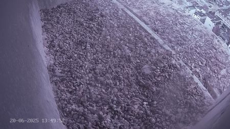 Sussex Heights Peregrine Falcons Webcam Image 20 Jun 2025 13:49:51