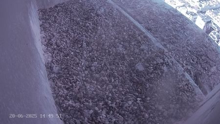 Sussex Heights Peregrine Falcons Webcam Image 20 Jun 2025 14:49:51