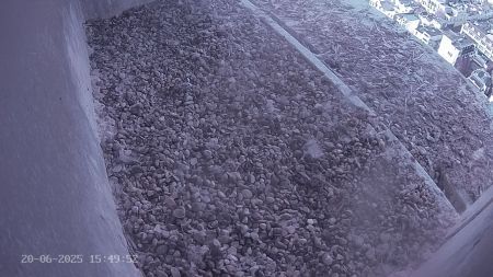 Sussex Heights Peregrine Falcons Webcam Image 20 Jun 2025 15:49:51