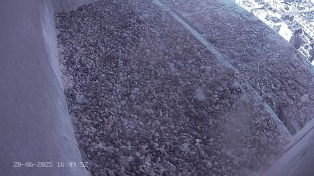 Sussex Heights Peregrine Falcons Webcam Image 20 Jun 2025 16:49:51