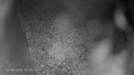 Sussex Heights Peregrine Falcons Webcam Image 22 Jun 2025 03:49:52