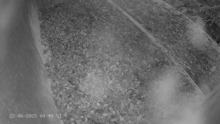 Sussex Heights Peregrine Falcons Webcam Image 22 Jun 2025 04:49:52